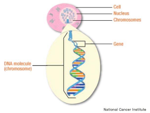 human genes are made up of dna